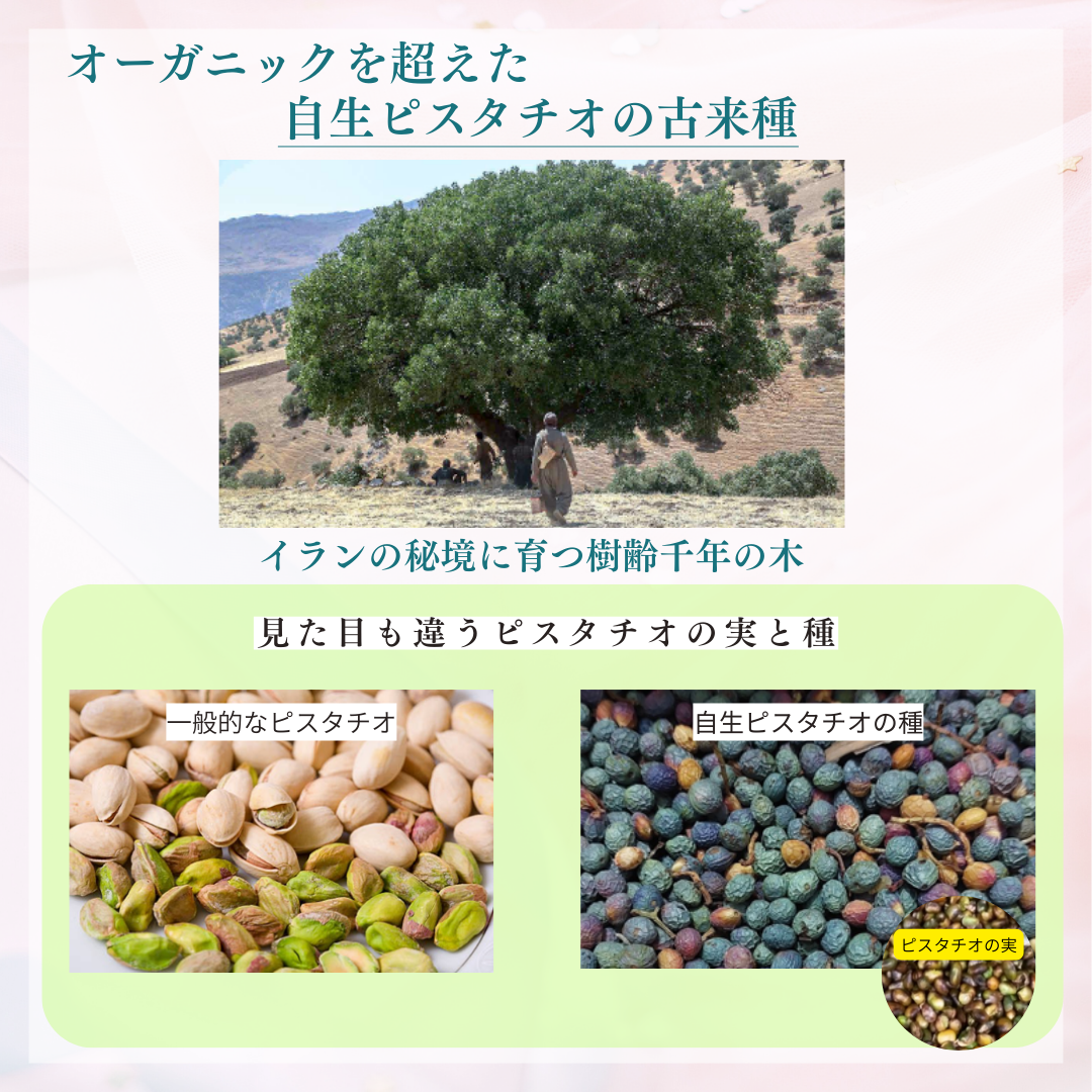 ルナフルファースト